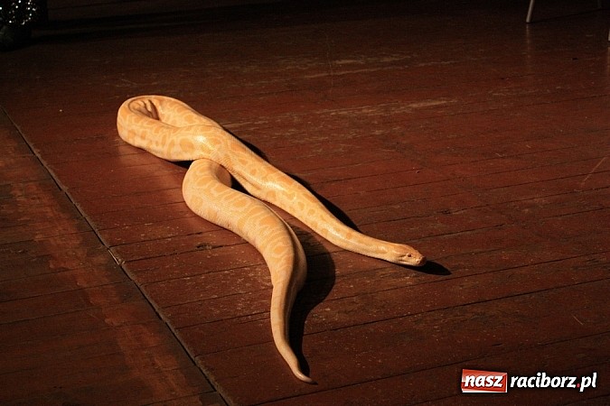 Zdjęcie w galerii na portalu naszraciborz.pl: Węże dusiciele zachwyciły dzieci w Krzanowicach wiadomości z regionu