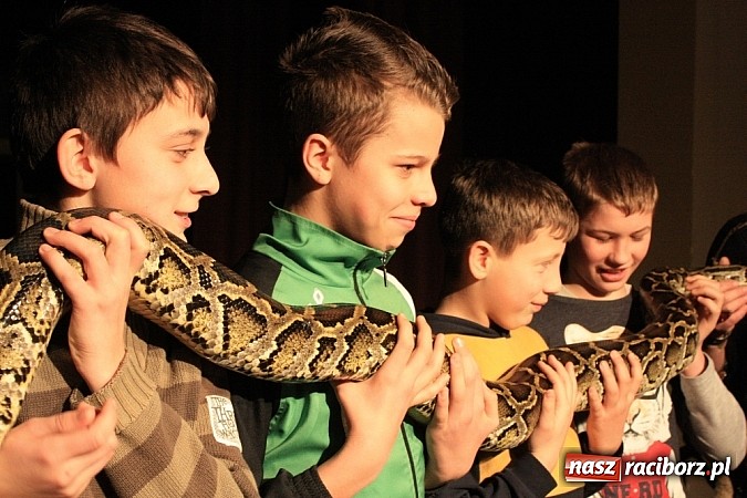 Zdjęcie w galerii na portalu naszraciborz.pl: Węże dusiciele zachwyciły dzieci w Krzanowicach wiadomości z regionu