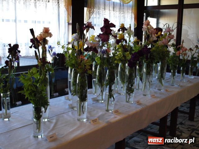 Zdjęcie w galerii na portalu naszraciborz.pl: Wystawa Irysów w Tworkowie wiadomości z regionu