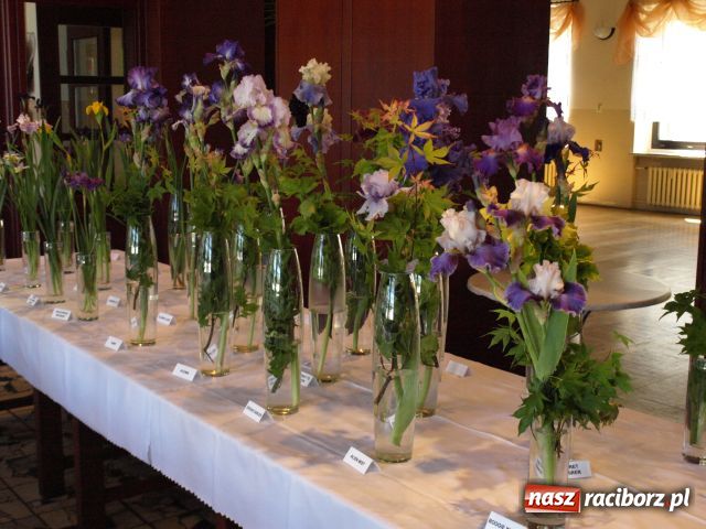Zdjęcie w galerii na portalu naszraciborz.pl: Wystawa Irysów w Tworkowie wiadomości z regionu