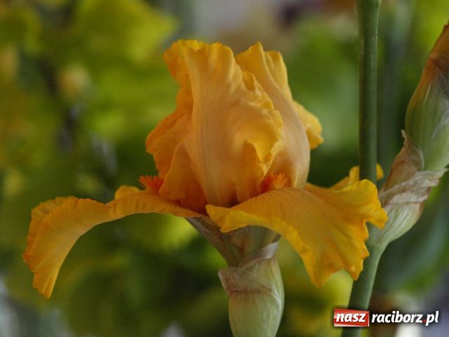 Zdjęcie w galerii na portalu naszraciborz.pl: Wystawa Irysów w Tworkowie wiadomości z regionu