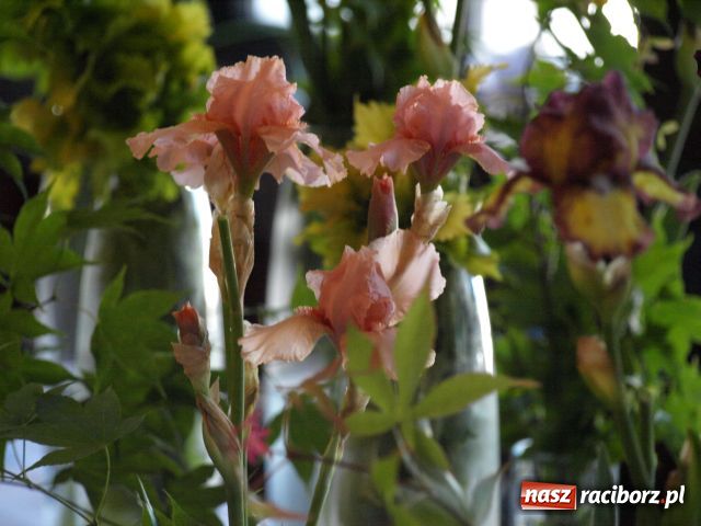 Zdjęcie w galerii na portalu naszraciborz.pl: Wystawa Irysów w Tworkowie wiadomości z regionu