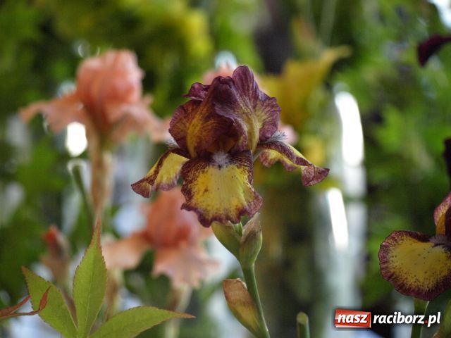 Zdjęcie w galerii na portalu naszraciborz.pl: Wystawa Irysów w Tworkowie wiadomości z regionu