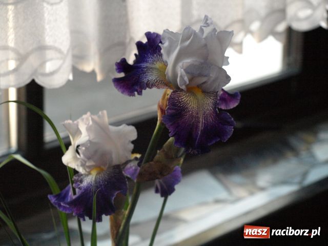 Zdjęcie w galerii na portalu naszraciborz.pl: Wystawa Irysów w Tworkowie wiadomości z regionu