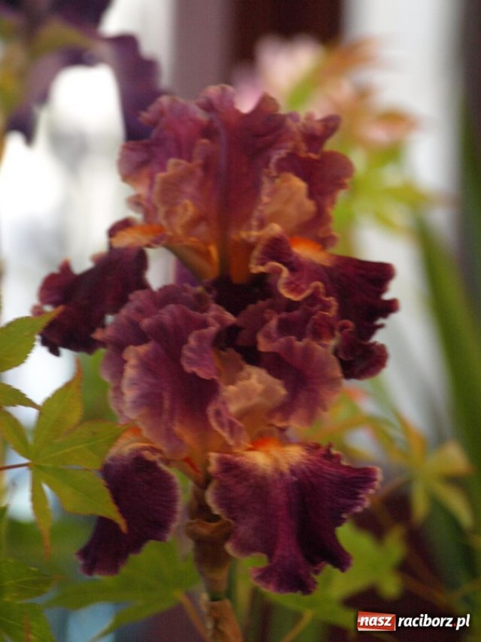 Zdjęcie w galerii na portalu naszraciborz.pl: Wystawa Irysów w Tworkowie wiadomości z regionu