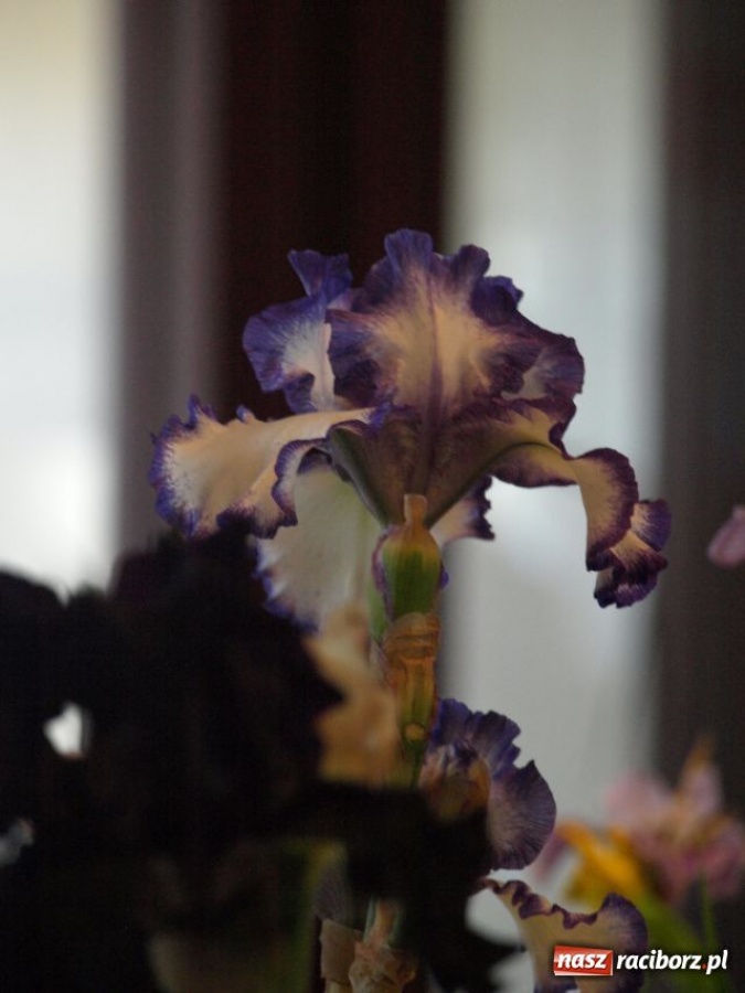 Zdjęcie w galerii na portalu naszraciborz.pl: Wystawa Irysów w Tworkowie wiadomości z regionu