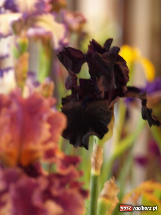 Zdjęcie w galerii na portalu naszraciborz.pl: Wystawa Irysów w Tworkowie wiadomości z regionu