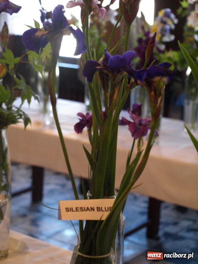 Zdjęcie w galerii na portalu naszraciborz.pl: Wystawa Irysów w Tworkowie wiadomości z regionu