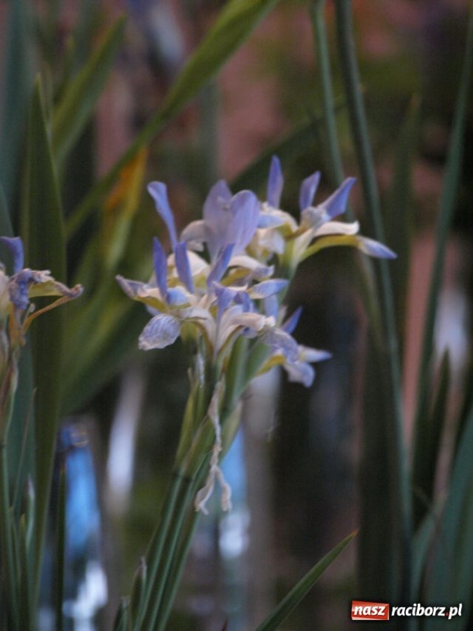Zdjęcie w galerii na portalu naszraciborz.pl: Wystawa Irysów w Tworkowie wiadomości z regionu