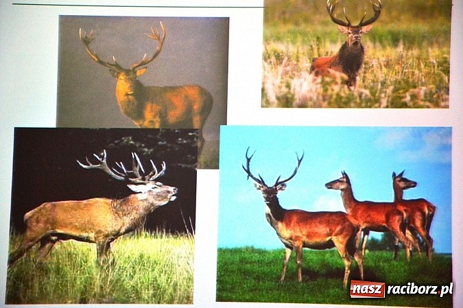 Zdjęcie w galerii na portalu naszraciborz.pl: Zamkowe Ferie 2014 finiszują. Jutro noc na zamku wiadomości z regionu