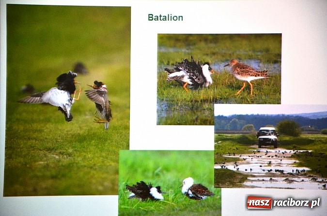 Zdjęcie w galerii na portalu naszraciborz.pl: Zamkowe Ferie 2014 finiszują. Jutro noc na zamku wiadomości z regionu