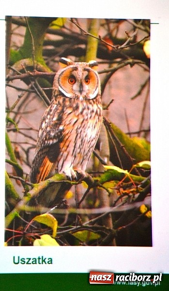 Zdjęcie w galerii na portalu naszraciborz.pl: Zamkowe Ferie 2014 finiszują. Jutro noc na zamku wiadomości z regionu