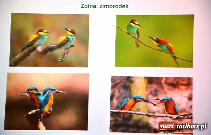 Zdjęcie w galerii na portalu naszraciborz.pl: Zamkowe Ferie 2014 finiszują. Jutro noc na zamku wiadomości z regionu