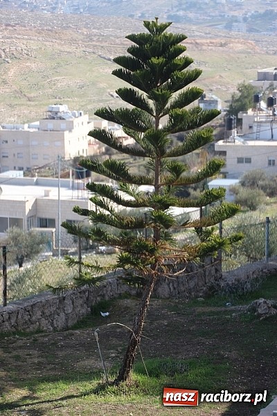 Zdjęcie w galerii na portalu naszraciborz.pl: Z Wojnowic do Ziemi Świętej. Wiecz&oacute;r wspomnień wiadomości z regionu