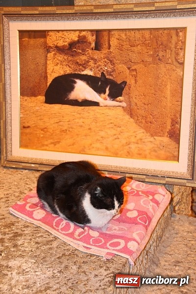 Zdjęcie w galerii na portalu naszraciborz.pl: Z Wojnowic do Ziemi Świętej. Wiecz&oacute;r wspomnień wiadomości z regionu