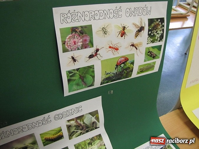 Zdjęcie w galerii na portalu naszraciborz.pl: W Gimnazjum nr 5 z ekologią są za pan brat wiadomości z regionu