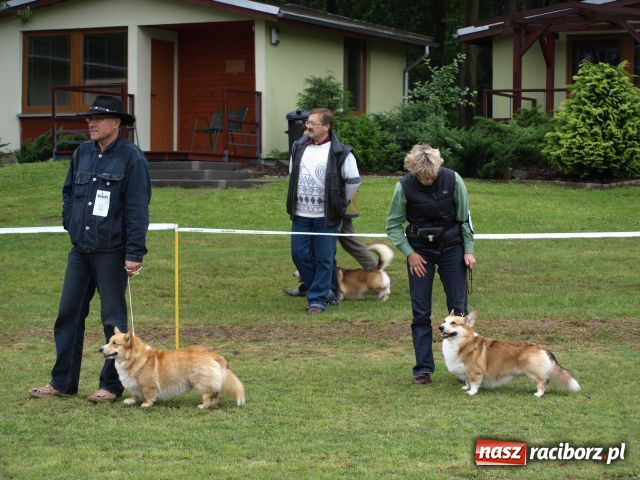 Zdjęcie w galerii na portalu naszraciborz.pl: Psie piękności w Szymocicach wiadomości z regionu
