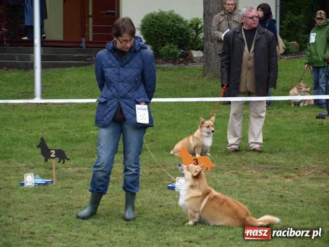 Zdjęcie w galerii na portalu naszraciborz.pl: Psie piękności w Szymocicach wiadomości z regionu