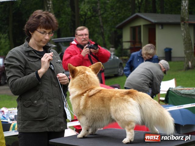 Zdjęcie w galerii na portalu naszraciborz.pl: Psie piękności w Szymocicach wiadomości z regionu