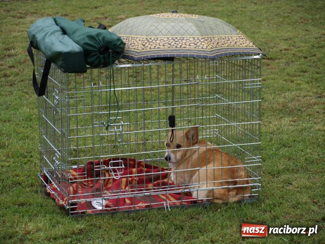 Zdjęcie w galerii na portalu naszraciborz.pl: Psie piękności w Szymocicach wiadomości z regionu