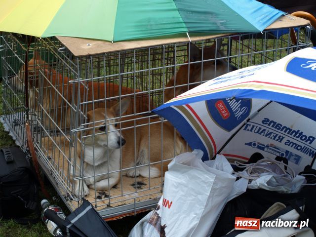 Zdjęcie w galerii na portalu naszraciborz.pl: Psie piękności w Szymocicach wiadomości z regionu
