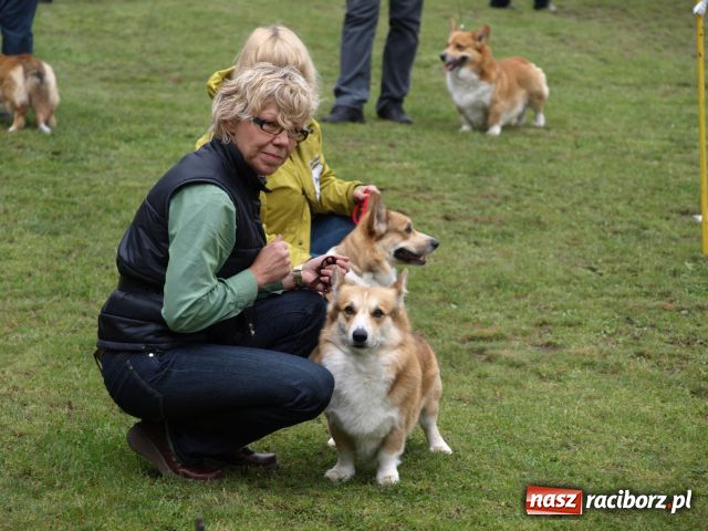 Zdjęcie w galerii na portalu naszraciborz.pl: Psie piękności w Szymocicach wiadomości z regionu