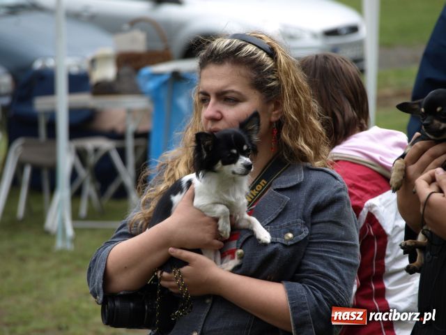 Zdjęcie w galerii na portalu naszraciborz.pl: Psie piękności w Szymocicach wiadomości z regionu