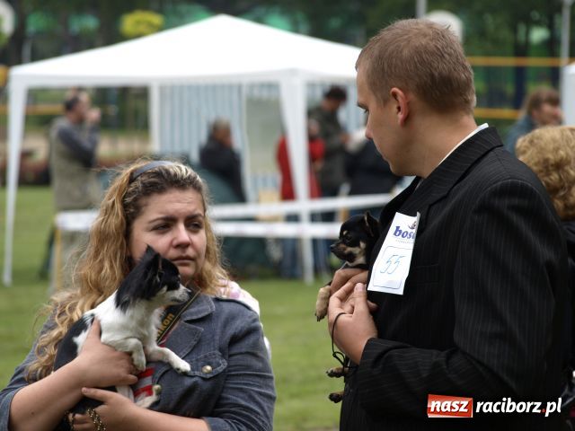 Zdjęcie w galerii na portalu naszraciborz.pl: Psie piękności w Szymocicach wiadomości z regionu