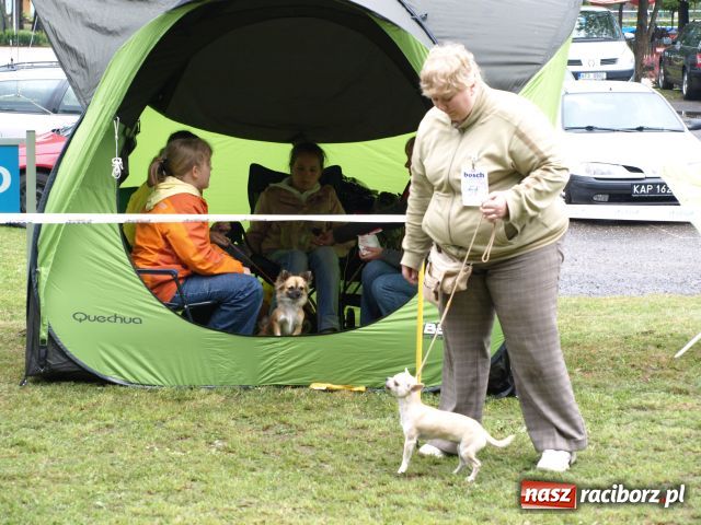 Zdjęcie w galerii na portalu naszraciborz.pl: Psie piękności w Szymocicach wiadomości z regionu