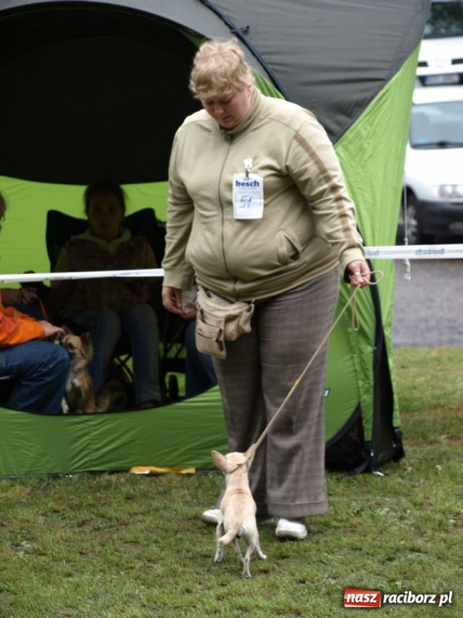 Zdjęcie w galerii na portalu naszraciborz.pl: Psie piękności w Szymocicach wiadomości z regionu