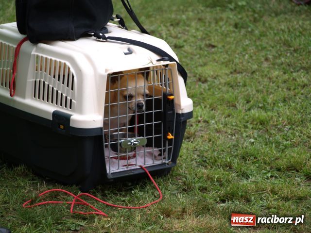 Zdjęcie w galerii na portalu naszraciborz.pl: Psie piękności w Szymocicach wiadomości z regionu