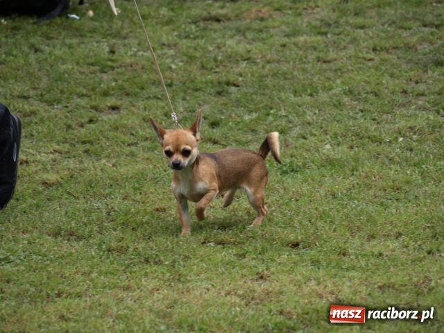 Zdjęcie w galerii na portalu naszraciborz.pl: Psie piękności w Szymocicach wiadomości z regionu