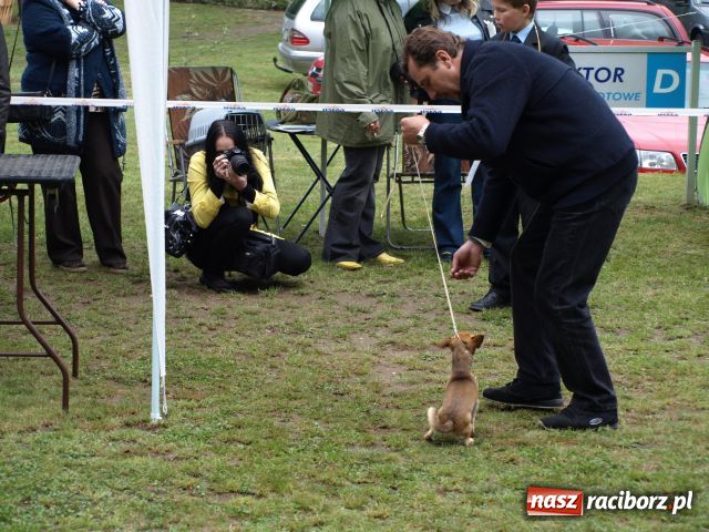Zdjęcie w galerii na portalu naszraciborz.pl: Psie piękności w Szymocicach wiadomości z regionu