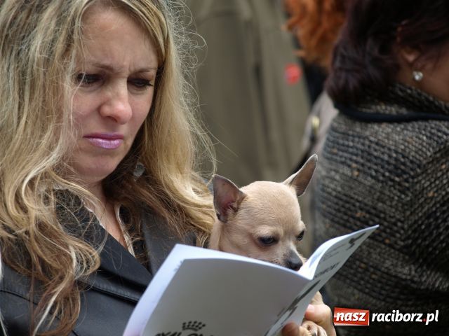 Zdjęcie w galerii na portalu naszraciborz.pl: Psie piękności w Szymocicach wiadomości z regionu