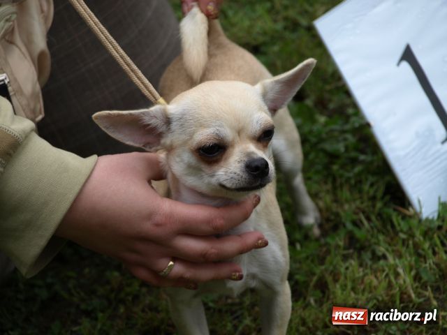 Zdjęcie w galerii na portalu naszraciborz.pl: Psie piękności w Szymocicach wiadomości z regionu