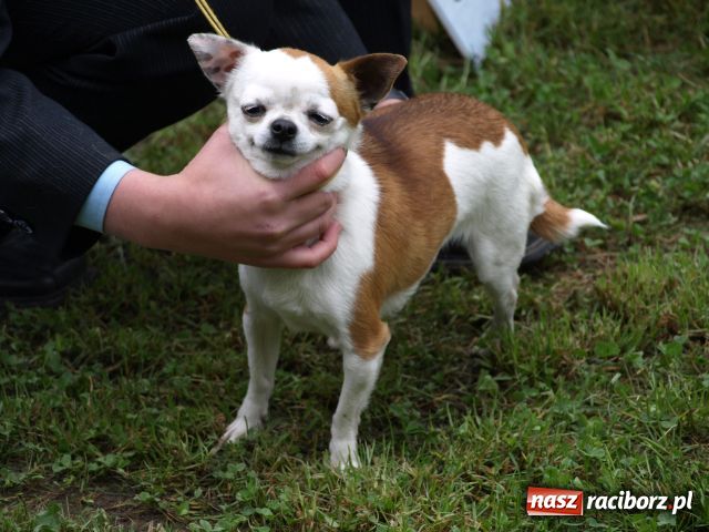 Zdjęcie w galerii na portalu naszraciborz.pl: Psie piękności w Szymocicach wiadomości z regionu