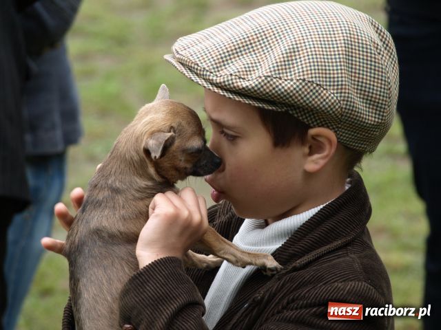 Zdjęcie w galerii na portalu naszraciborz.pl: Psie piękności w Szymocicach wiadomości z regionu