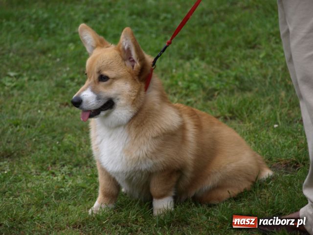 Zdjęcie w galerii na portalu naszraciborz.pl: Psie piękności w Szymocicach wiadomości z regionu