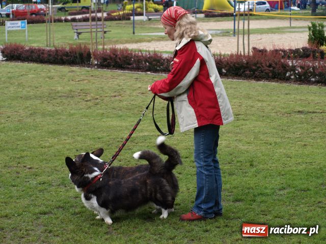 Zdjęcie w galerii na portalu naszraciborz.pl: Psie piękności w Szymocicach wiadomości z regionu