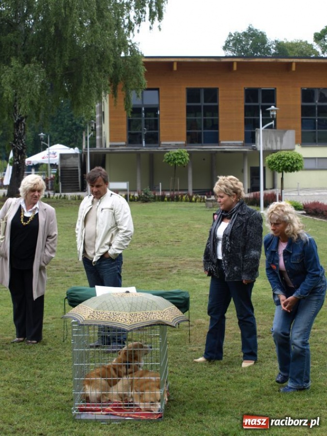 Zdjęcie w galerii na portalu naszraciborz.pl: Psie piękności w Szymocicach wiadomości z regionu
