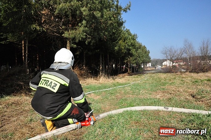 Zdjęcie w galerii na portalu naszraciborz.pl: Pożar suchej trawy i młodnika w Nędzy wiadomości z regionu