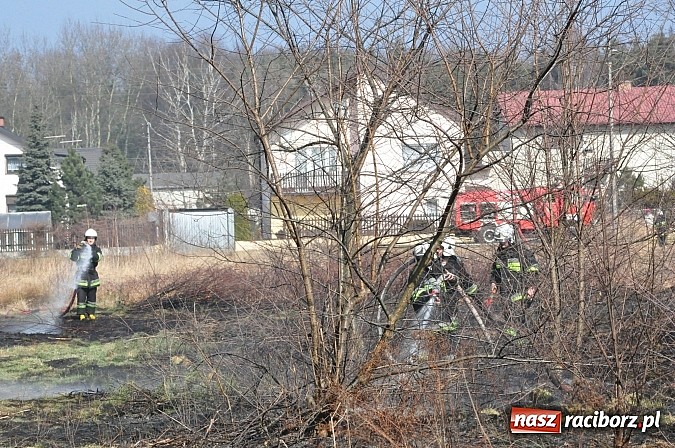 Zdjęcie w galerii na portalu naszraciborz.pl: Pożar suchej trawy i młodnika w Nędzy wiadomości z regionu