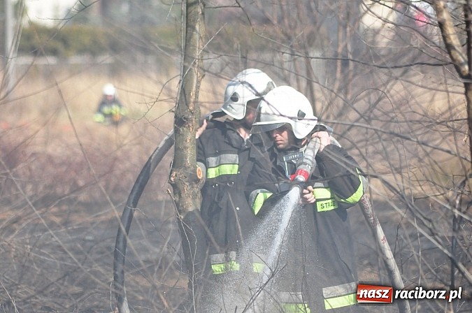 Zdjęcie w galerii na portalu naszraciborz.pl: Pożar suchej trawy i młodnika w Nędzy wiadomości z regionu