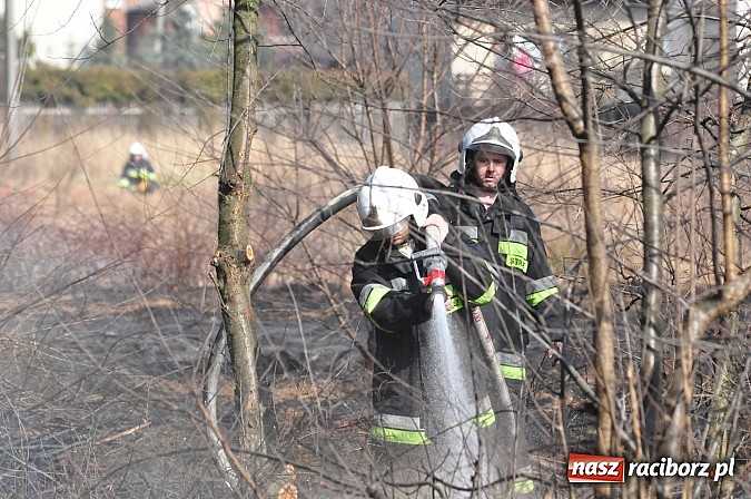 Zdjęcie w galerii na portalu naszraciborz.pl: Pożar suchej trawy i młodnika w Nędzy wiadomości z regionu