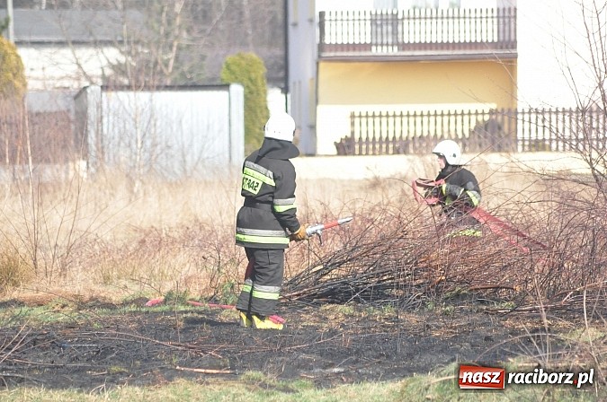 Zdjęcie w galerii na portalu naszraciborz.pl: Pożar suchej trawy i młodnika w Nędzy wiadomości z regionu
