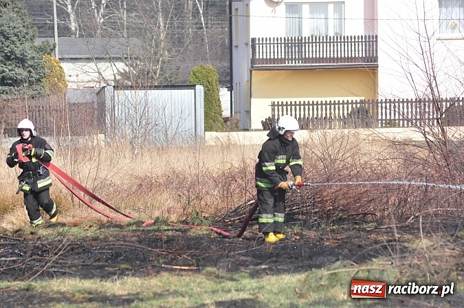 Zdjęcie w galerii na portalu naszraciborz.pl: Pożar suchej trawy i młodnika w Nędzy wiadomości z regionu