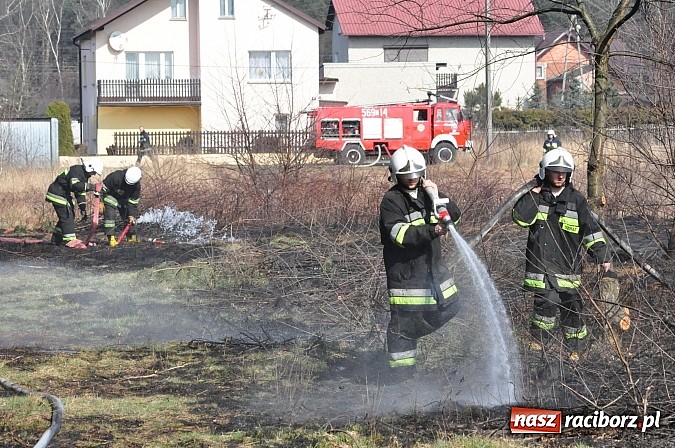 Zdjęcie w galerii na portalu naszraciborz.pl: Pożar suchej trawy i młodnika w Nędzy wiadomości z regionu