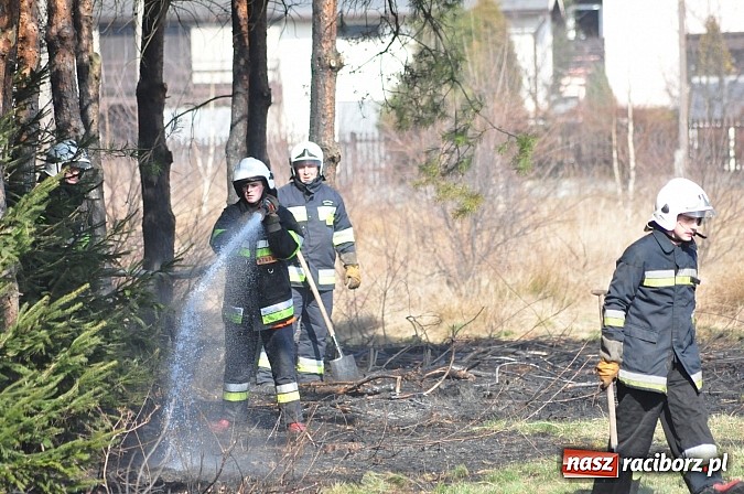 Zdjęcie w galerii na portalu naszraciborz.pl: Pożar suchej trawy i młodnika w Nędzy wiadomości z regionu