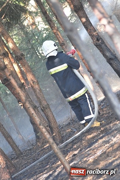 Zdjęcie w galerii na portalu naszraciborz.pl: Pożar suchej trawy i młodnika w Nędzy wiadomości z regionu