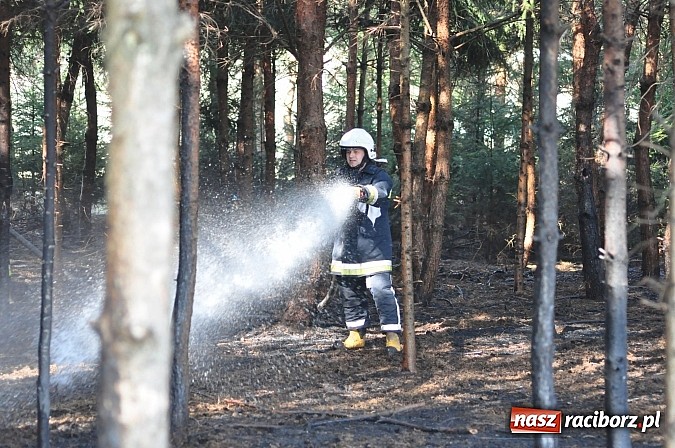 Zdjęcie w galerii na portalu naszraciborz.pl: Pożar suchej trawy i młodnika w Nędzy wiadomości z regionu
